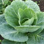 cabbage
