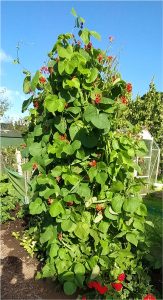 runners beans growing in mid summer